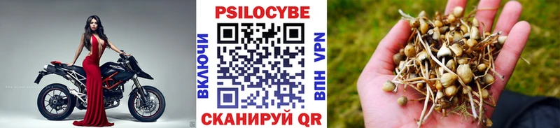 Псилоцибиновые грибы Psilocybe  купить наркоту  сайты даркнета телеграм  Тбилисская 